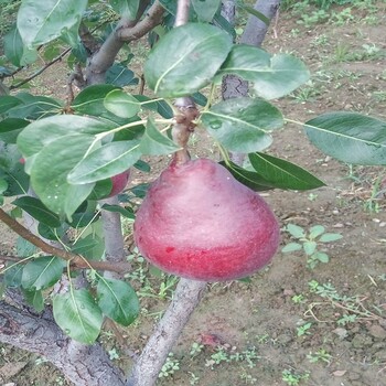 黄金帅苹果价格,包头市黄金帅苹果价格,品种多