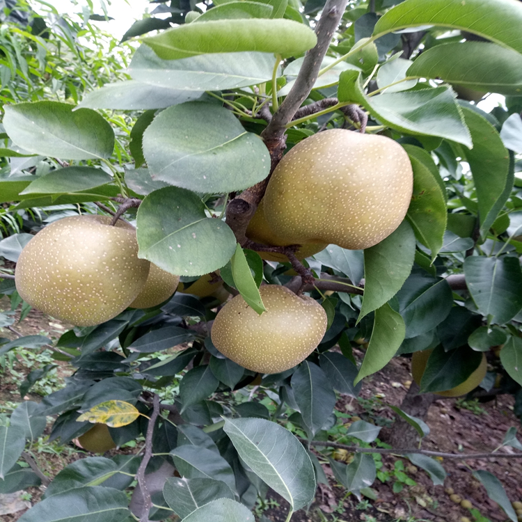 8公分樱花天水市梨苗营养丰富