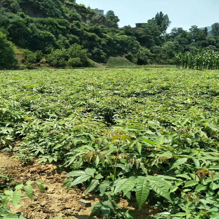 水椿黔西县香椿苗根系完整