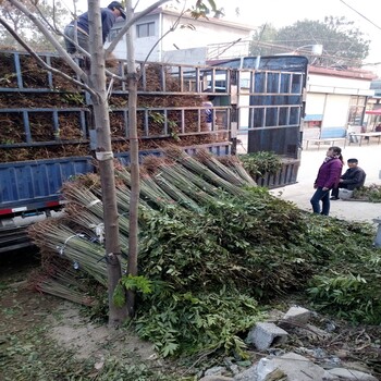 白陆蓝莓苗,湘西土家族苗族自治州白陆蓝莓苗,幼树生长旺