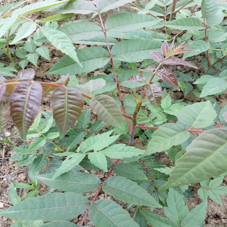 香椿苗吃法沾益县香椿苗鲜食品质