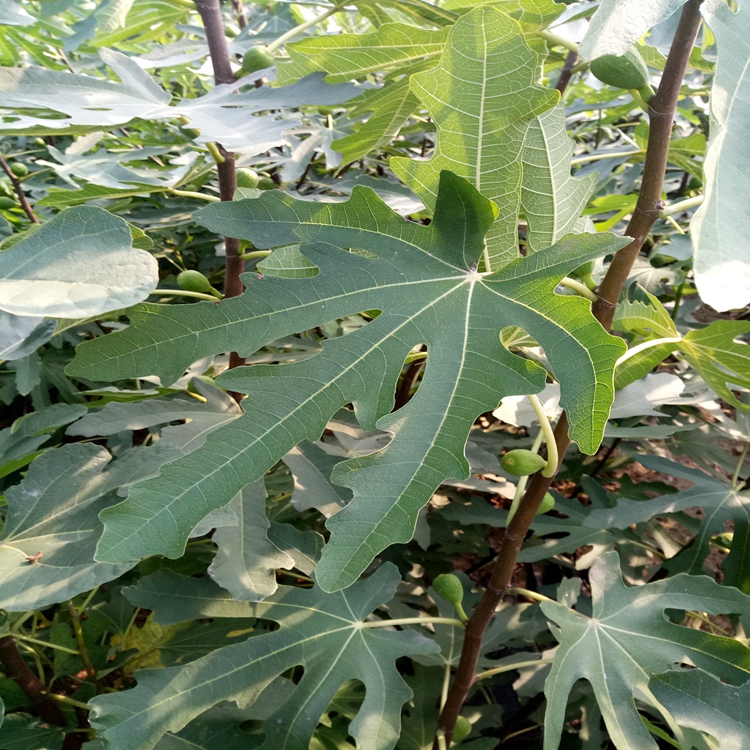 无花果那种效果好衡水市无花果幼树生长旺