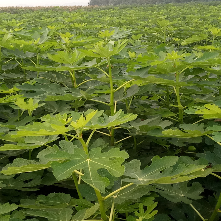 无花果无土栽培福州市无花果根系完整