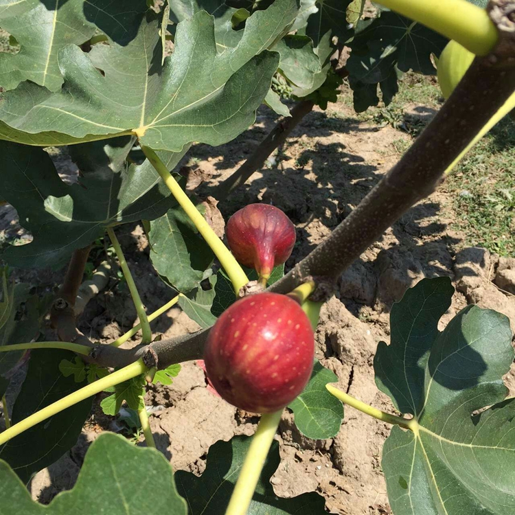 无花果那种效果好衡水市无花果幼树生长旺