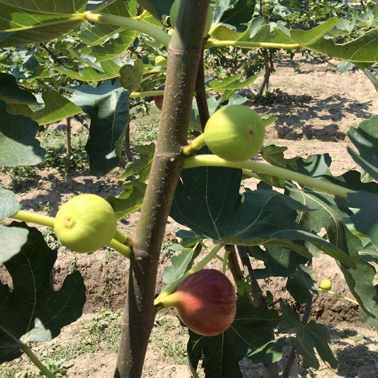 无花果发芽厦门市无花果7月下旬成熟