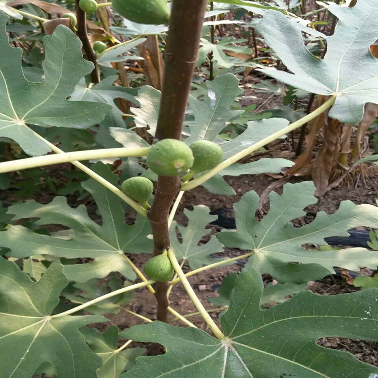 无花果那种效果好衡水市无花果幼树生长旺