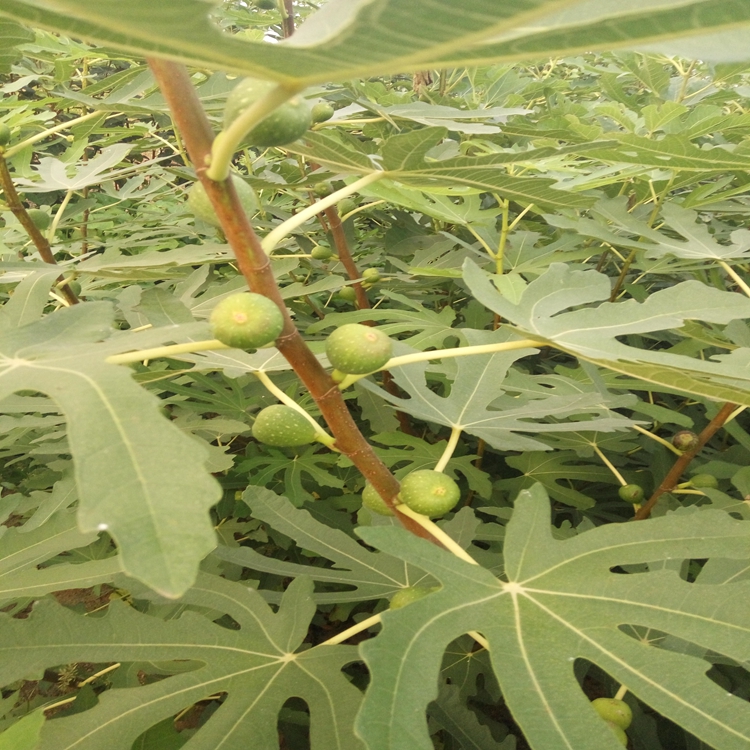 无花果发芽厦门市无花果7月下旬成熟