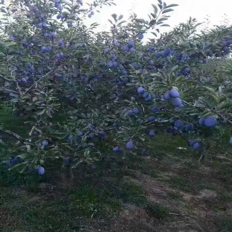 塔城李子苗销路塔城地区李子苗早.