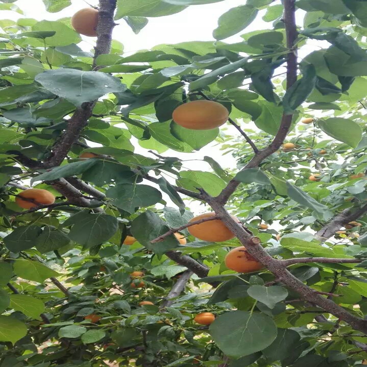 草莓苗白沙黎族自治县绿化荒山栽草莓苗培育