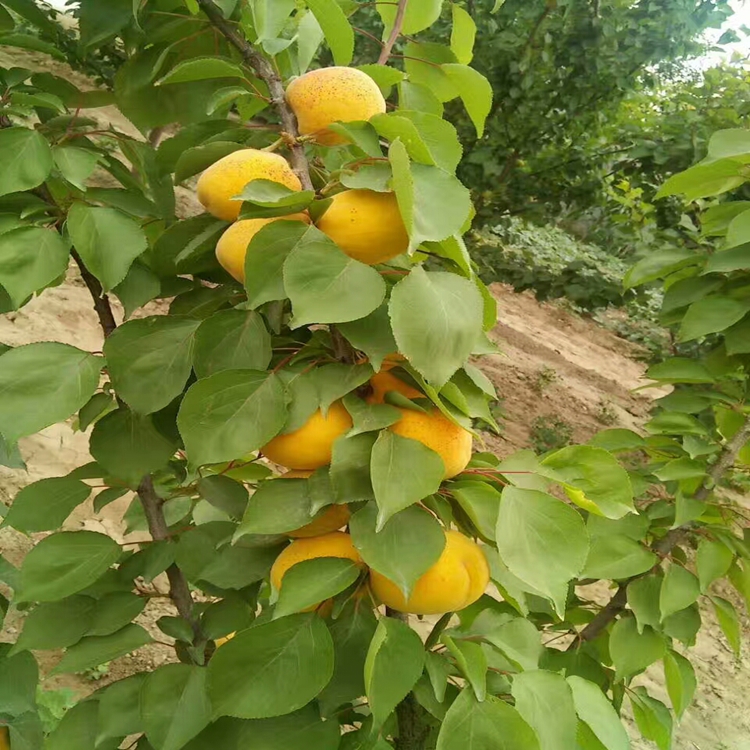 嫁接杏苗郴州市杏苗耐湿耐寒耐瘠薄