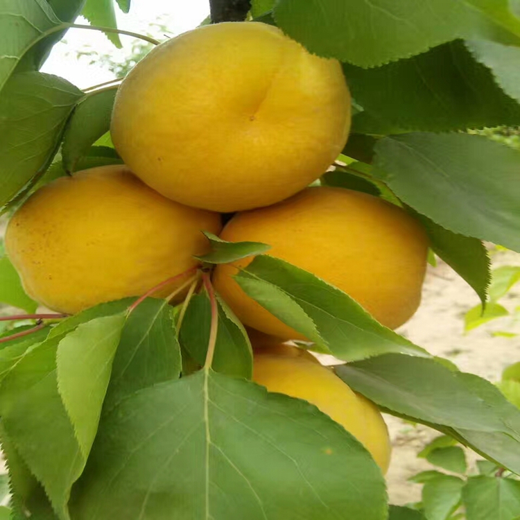 培育杏苗1芜湖市杏苗很容易栽活