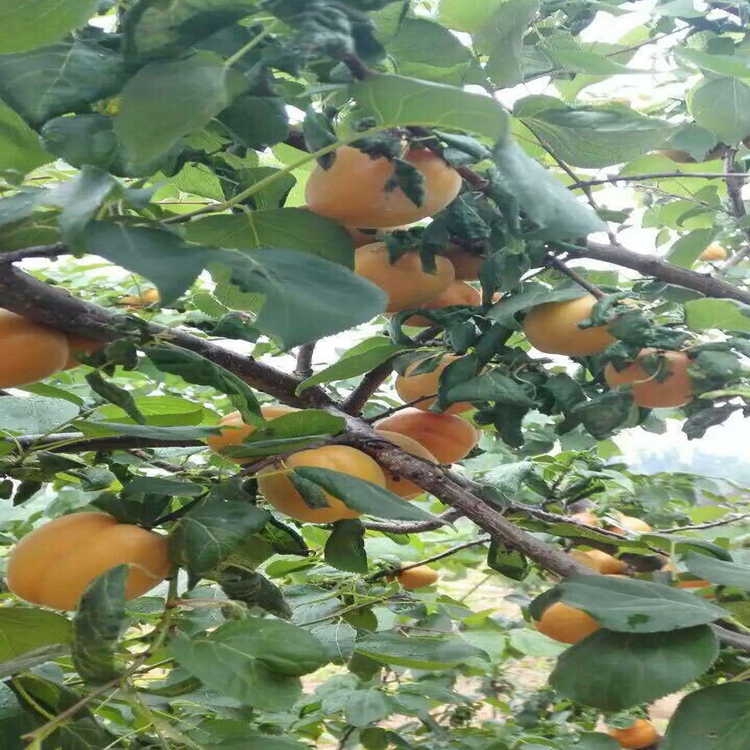 红玉杏百色市杏苗鲜食可食率65%