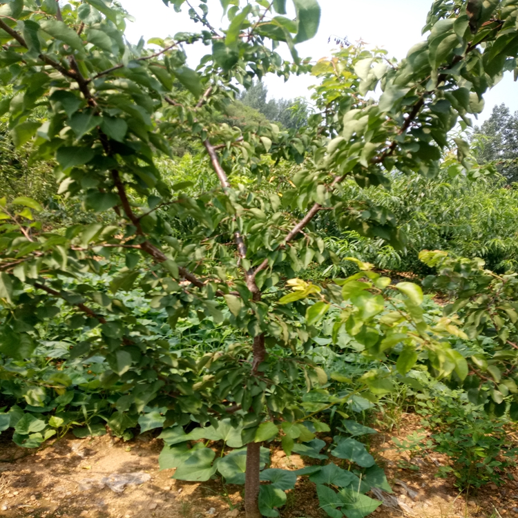 红玉杏百色市杏苗鲜食可食率65%