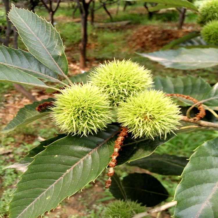 板栗苗开花、安阳市板栗苗果皮极薄