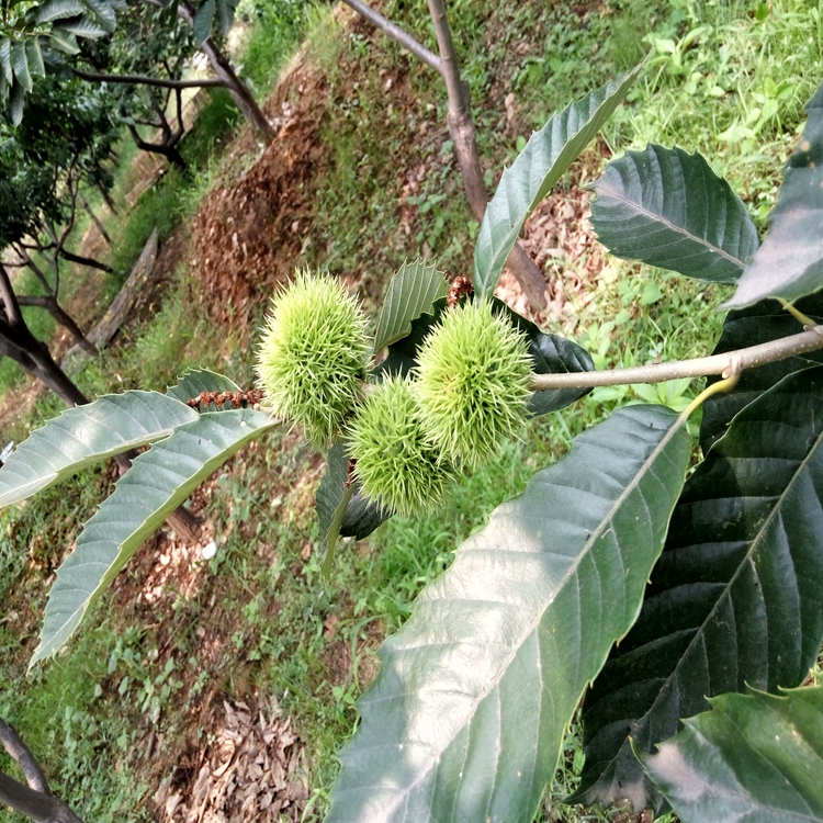 风腊板栗苗萍乡市板栗苗成花效果好