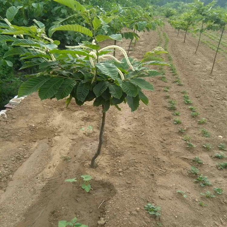 丽水市,北高从蓝莓苗,种植