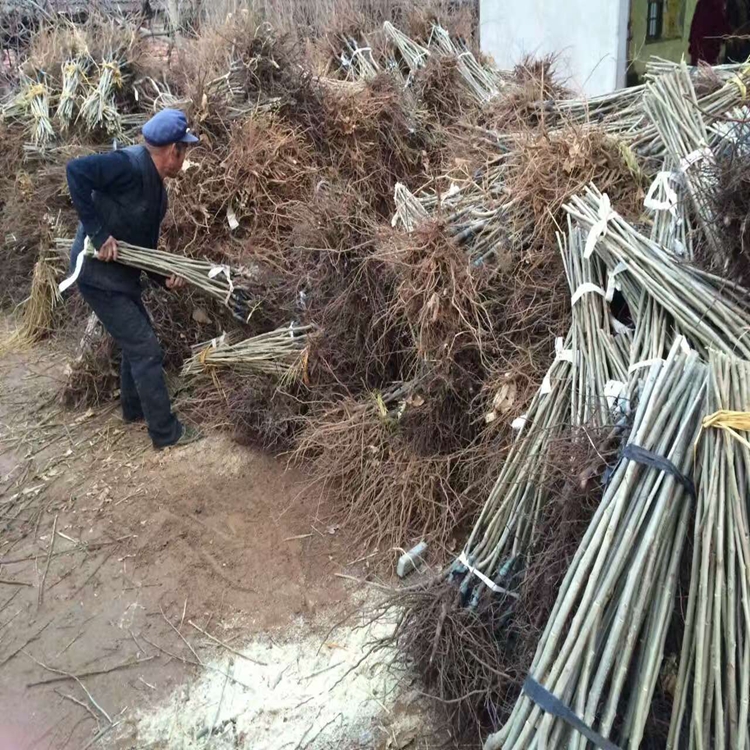 丽水市,北高从蓝莓苗,种植