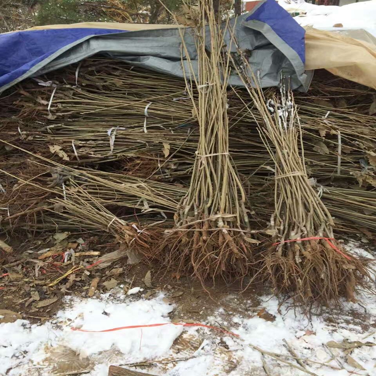 扬州市中油20号油桃,矮化丰产