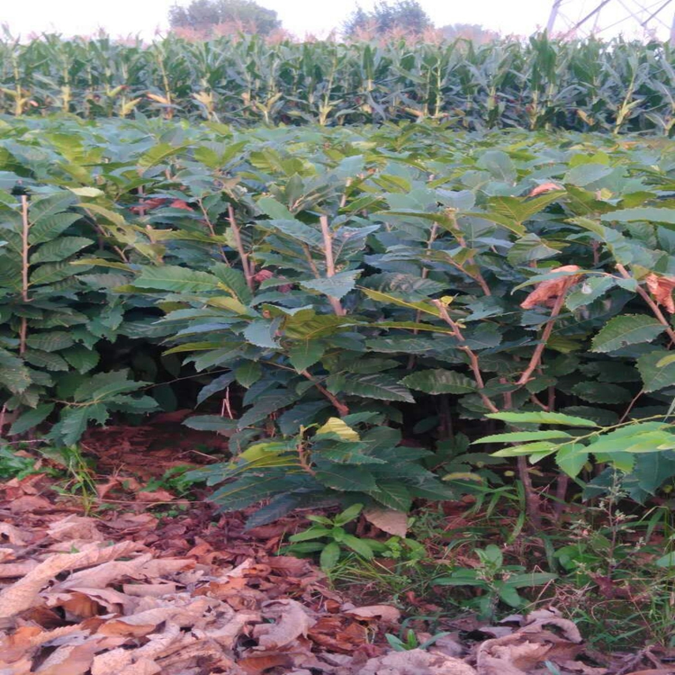 板栗苗开花、安阳市板栗苗果皮极薄