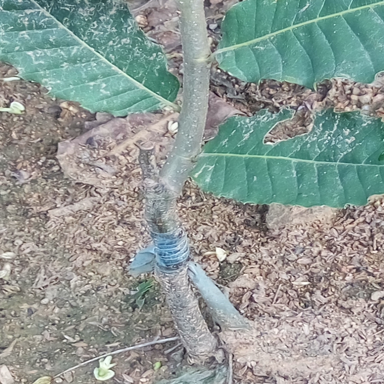 板栗苗开花、安阳市板栗苗果皮极薄