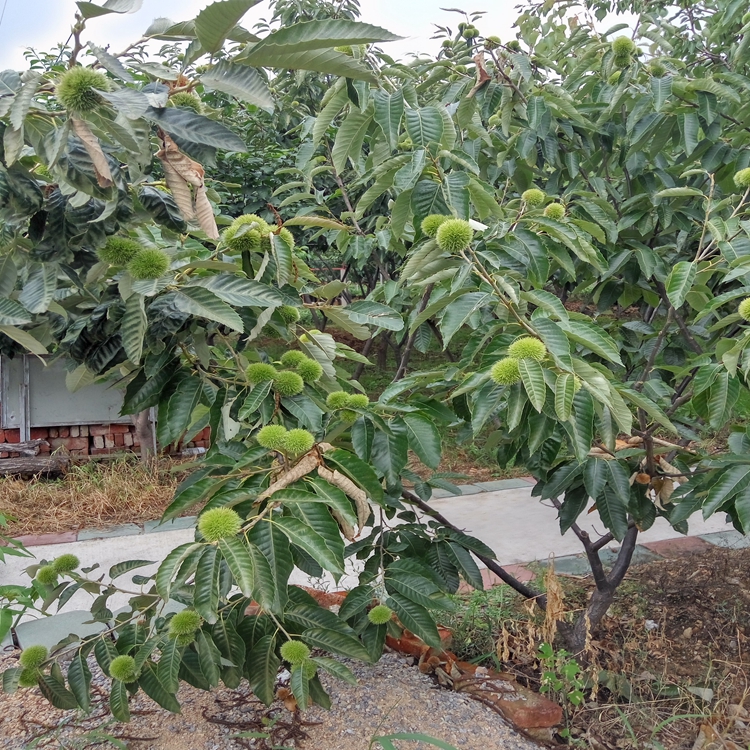 丽水市,北高从蓝莓苗,种植