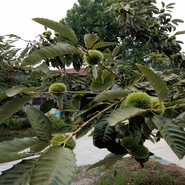 三沙市蓝丰蓝莓苗多少钱一瓶自花不结实