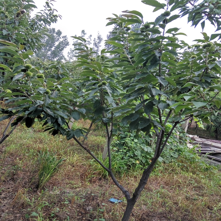 山南地区,泰山景松,无病害苗木