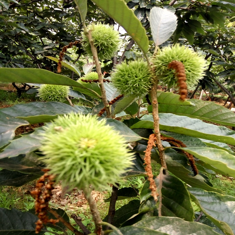 三沙市蓝丰蓝莓苗多少钱一瓶自花不结实