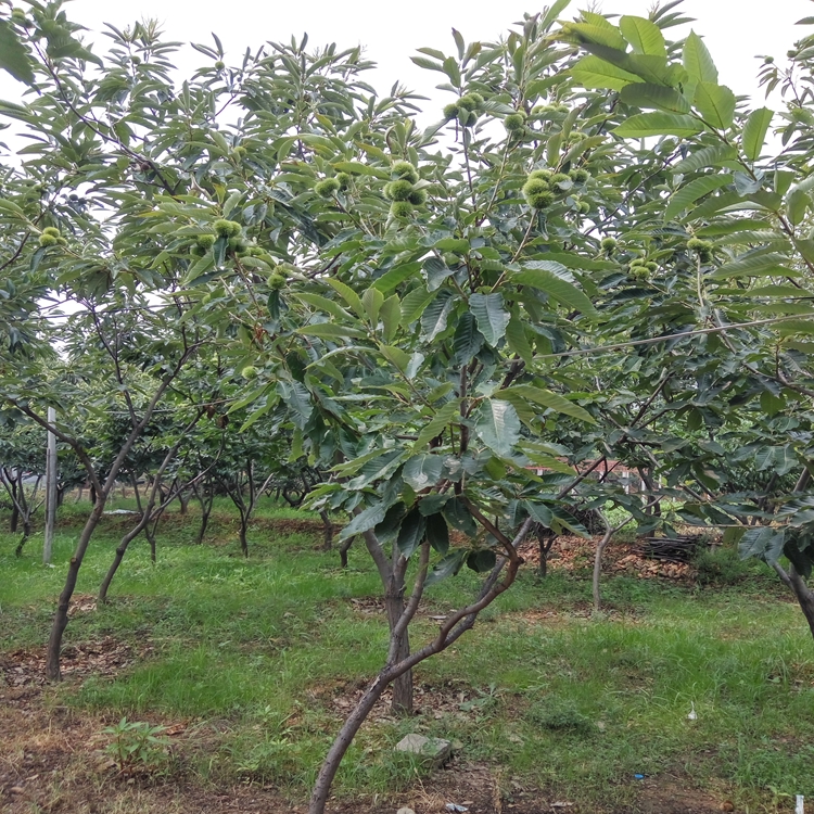 板栗苗开花、安阳市板栗苗果皮极薄