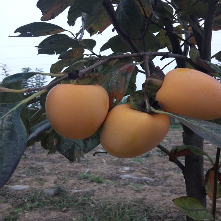 柿子苗品种多滁州市柿子苗超早熟