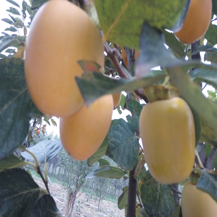 柿子苗品种珠海市柿子苗超大