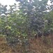 上西早生柿子苗博尔塔拉蒙古自治州柿子苗连片基地
