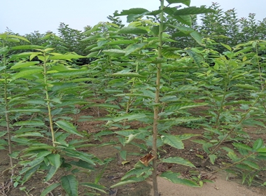 木瓜海棠苗莆田市海棠苗丰产性好