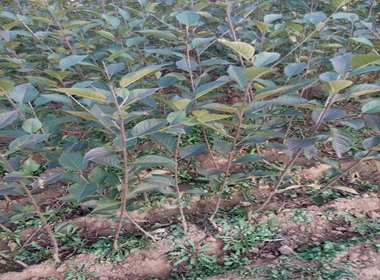 花椒苗价值咸阳市花椒苗果树修建