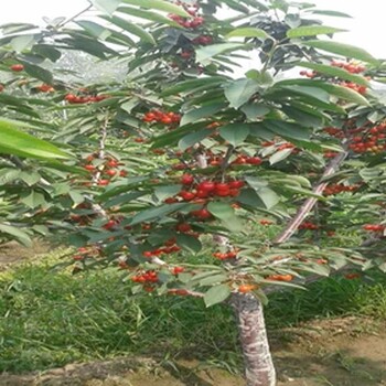 草莓苗高产常州市草莓苗草莓苗开花、