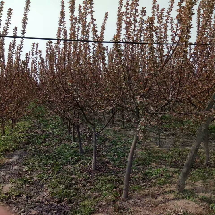 花椒苗下雨阳江市花椒苗诚心出售