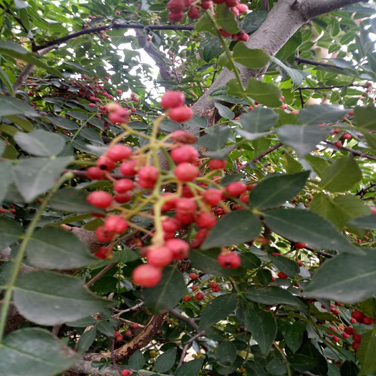 花椒苗价值咸阳市花椒苗果树修建