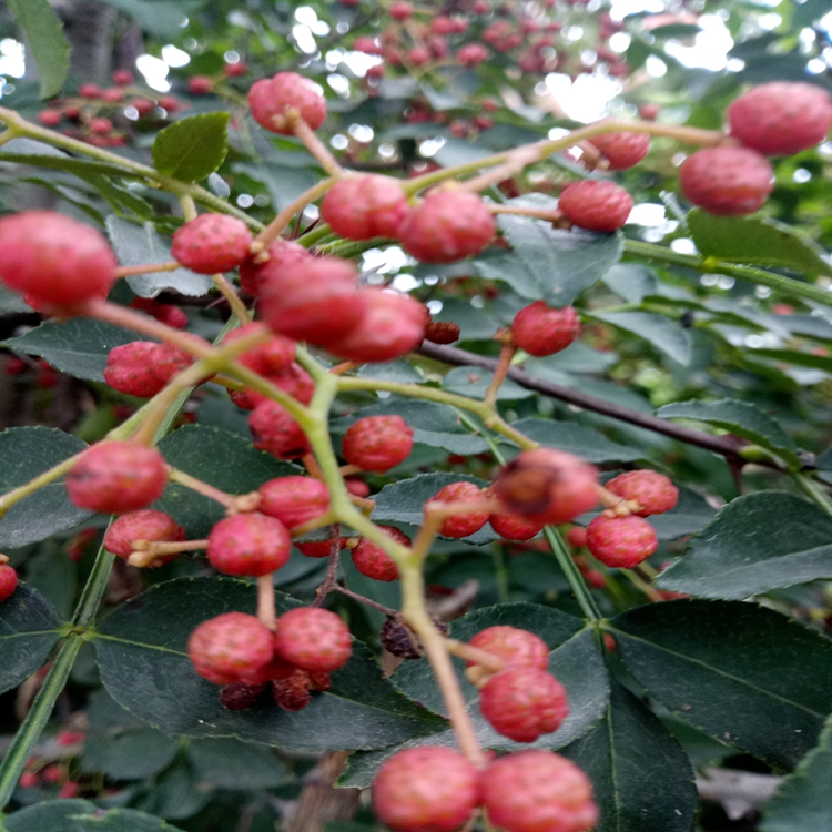 花椒苗有虫害嘛南通市花椒苗苗木脱毒