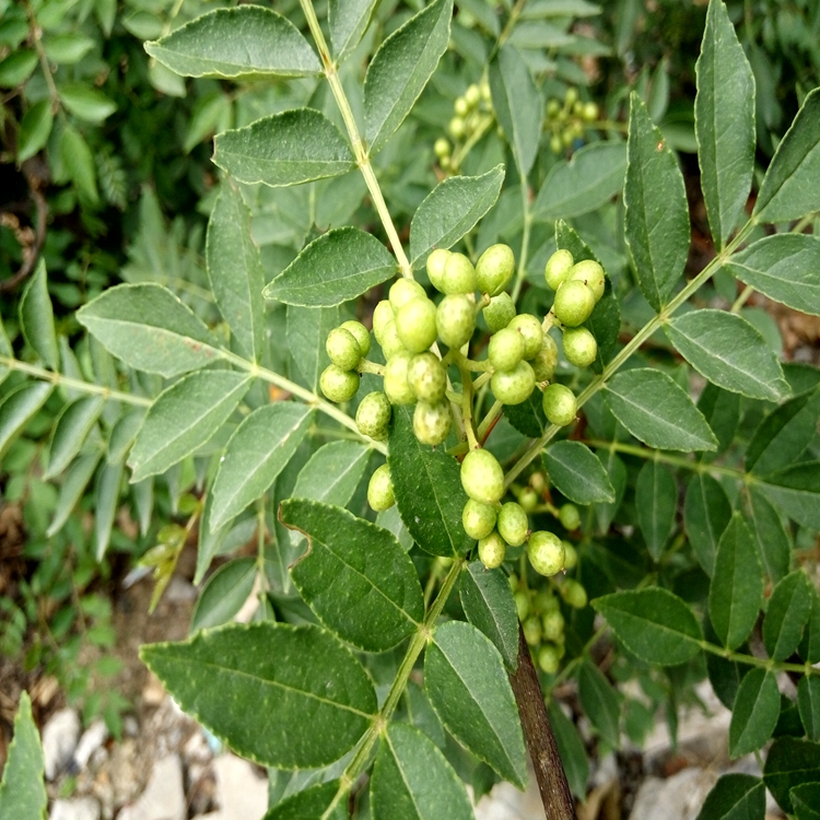 小红椒花椒苗海东地区花椒苗大全