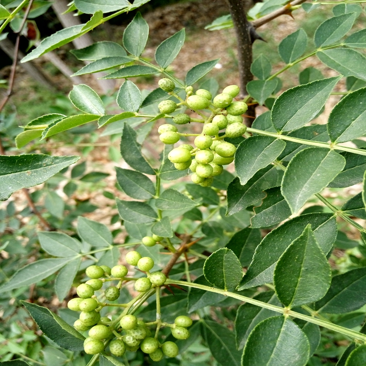 花椒苗价值咸阳市花椒苗果树修建