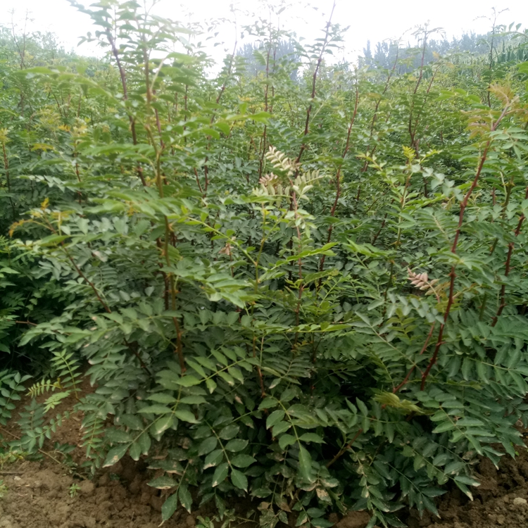 花椒苗长了齐齐哈尔市花椒苗花椒苗开花