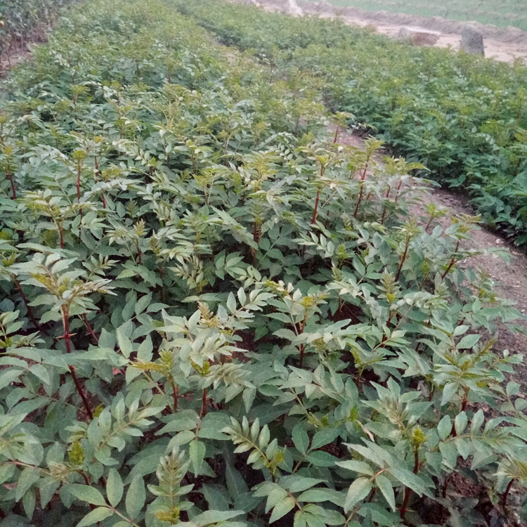 花椒苗下雨阳江市花椒苗诚心出售