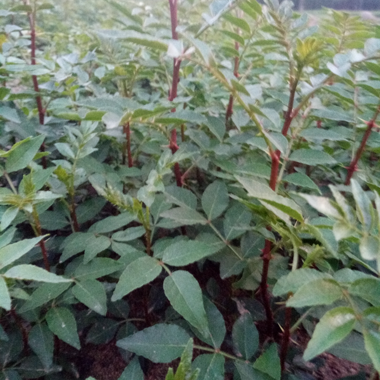 花椒苗长了齐齐哈尔市花椒苗花椒苗开花