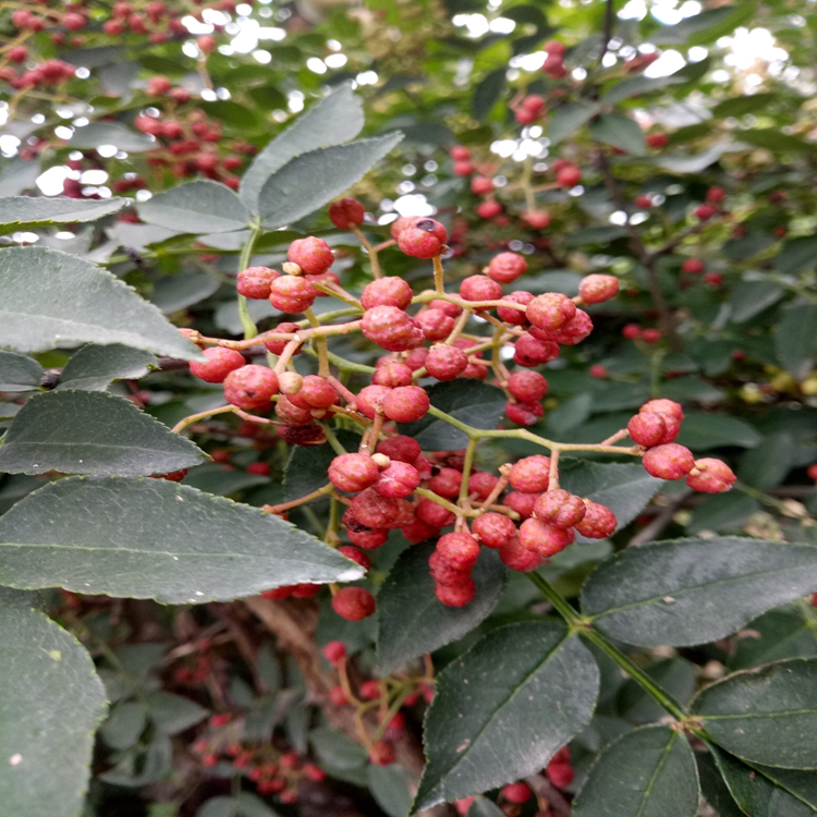 花椒苗爬秧咋管河南省花椒苗花椒苗价值