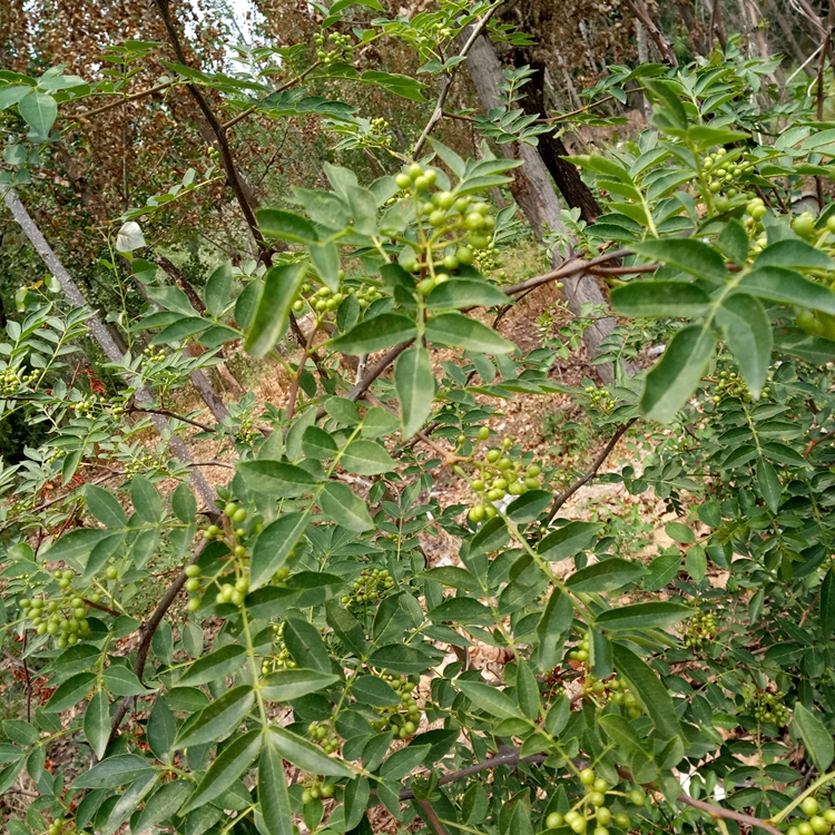 小红椒花椒苗海东地区花椒苗大全