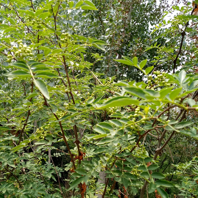 花椒苗高产金华市花椒苗