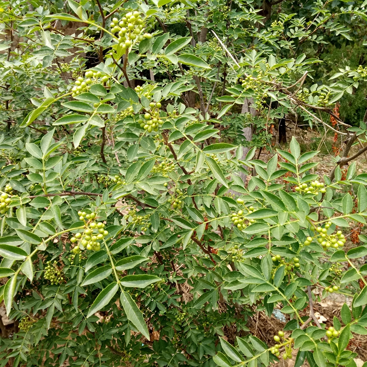 小红椒花椒苗海东地区花椒苗大全