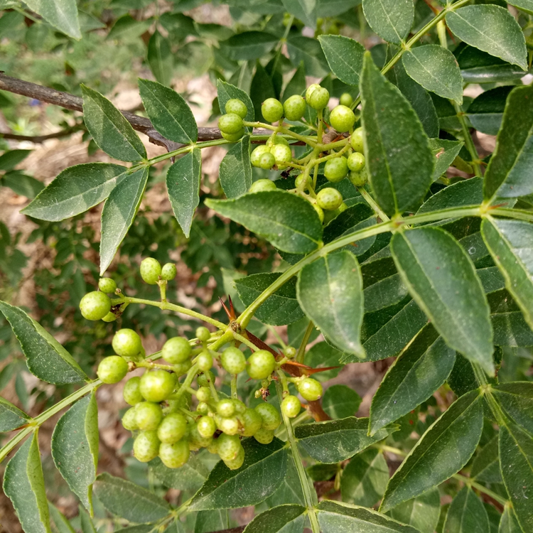 花椒苗爬秧咋管河南省花椒苗花椒苗价值