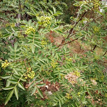 花椒苗药用价值咸阳市花椒苗果树修建