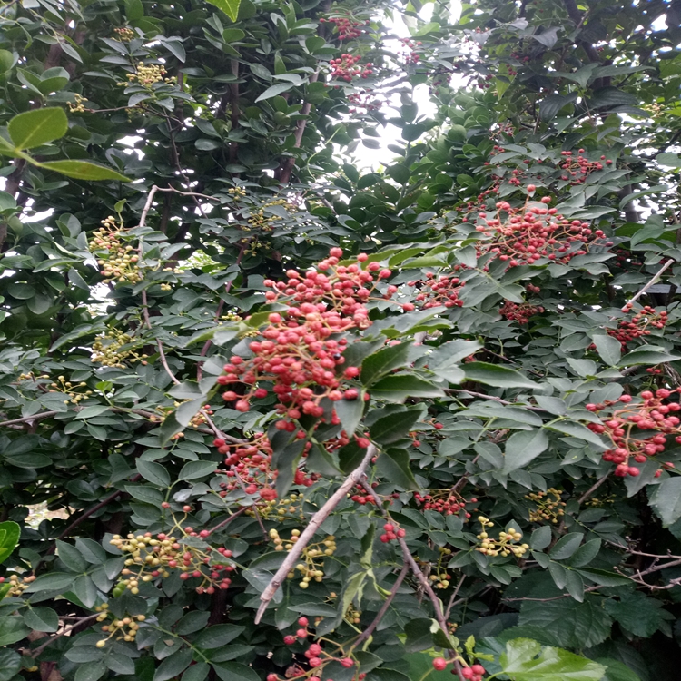 花椒苗有虫害嘛南通市花椒苗苗木脱毒